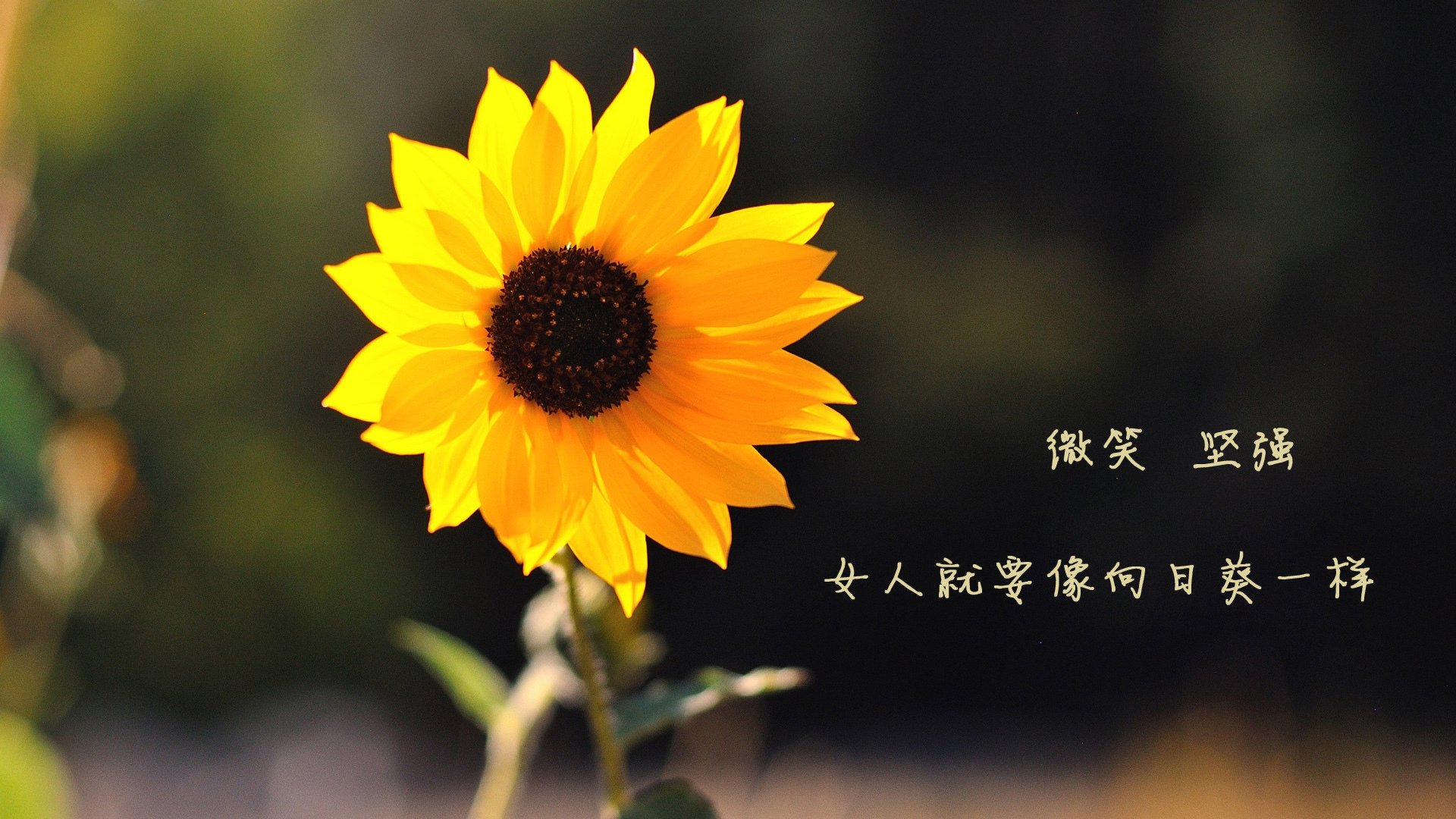 基层足球场馆是否满足普及型教学需求，足球场管理与服务方案
