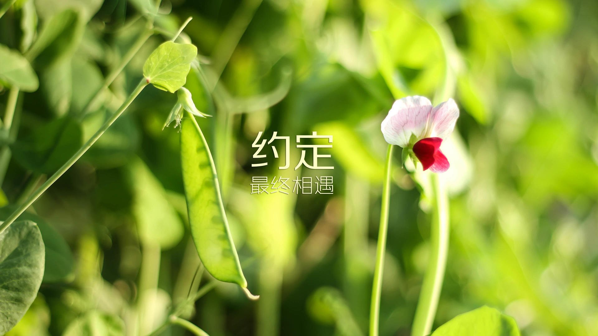 随机红蓝大战：湖人与太阳之间的火爆对决备受瞩目，湖人和太阳打架