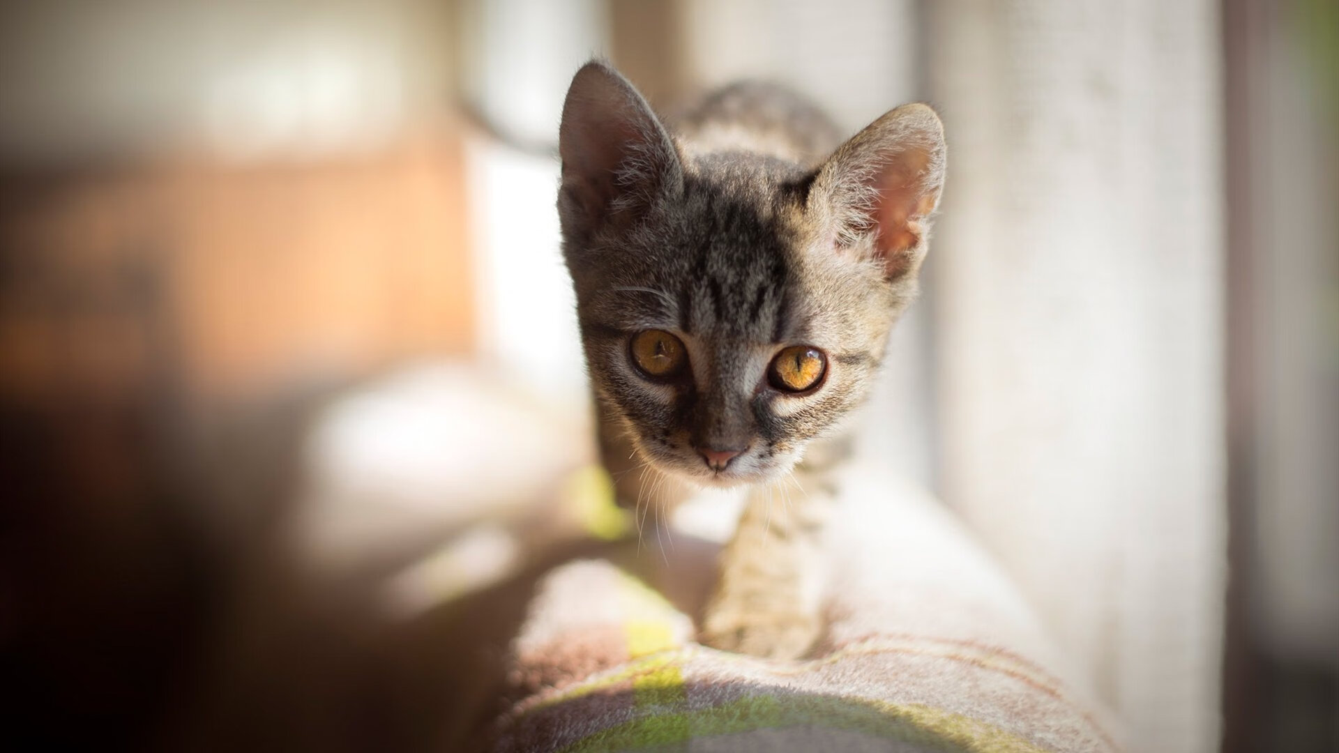 爱游戏 电竞-乒乓球赛事中首次应用智能实时分析，乒乓球比赛分析软件