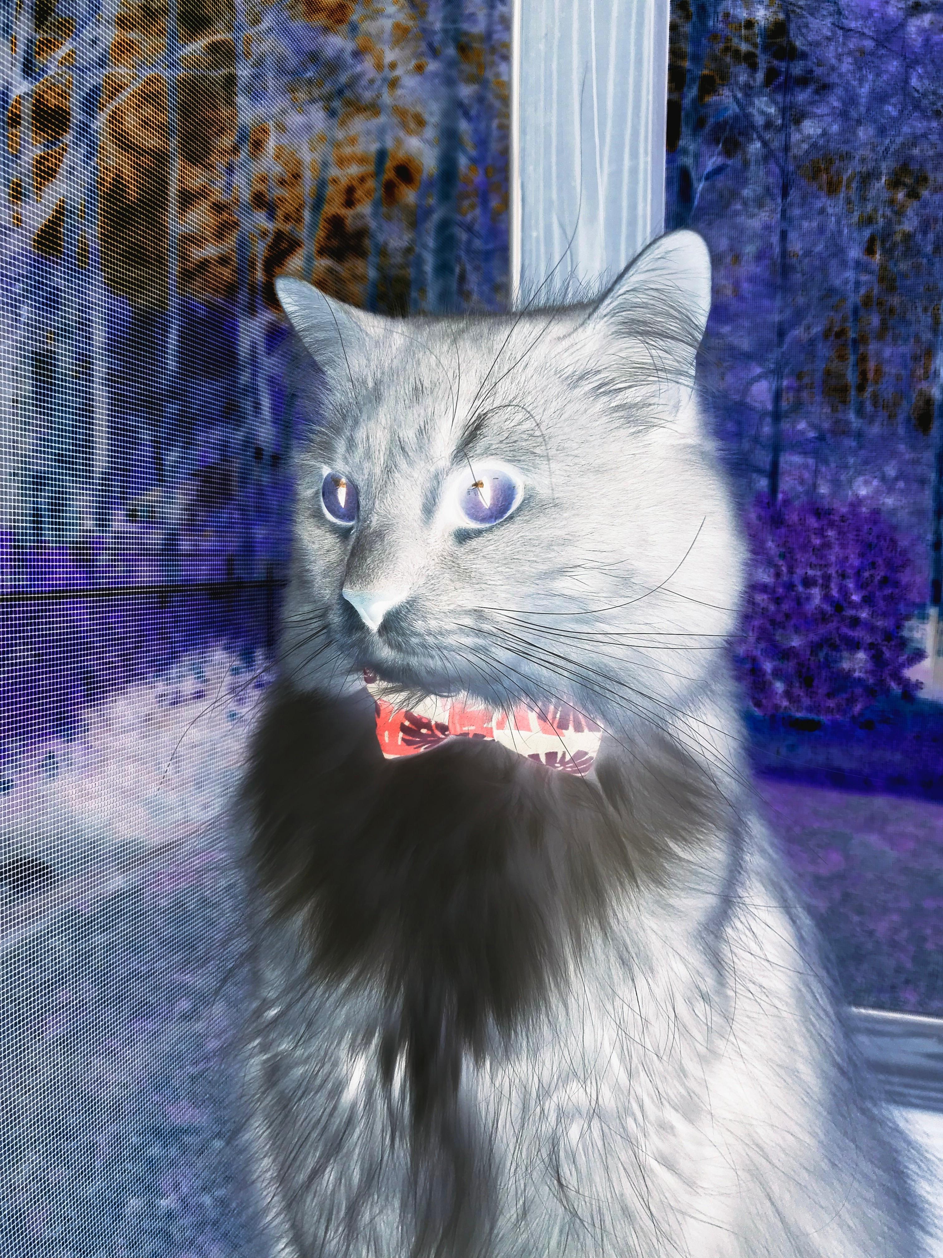 佛罗伦萨通过连续传导拉开空间,佛罗伦萨因什么而著名