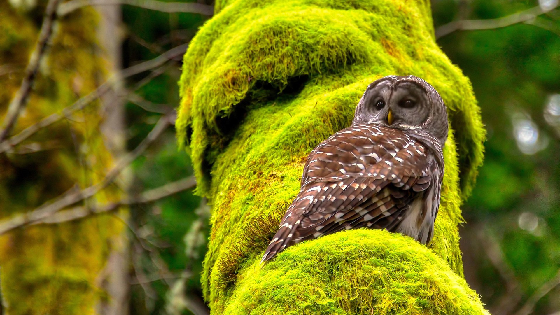 爱游戏官方-新加坡队赛制策略：如何在赛制中保持战术灵活性与精准性，新加坡赛制实施细则