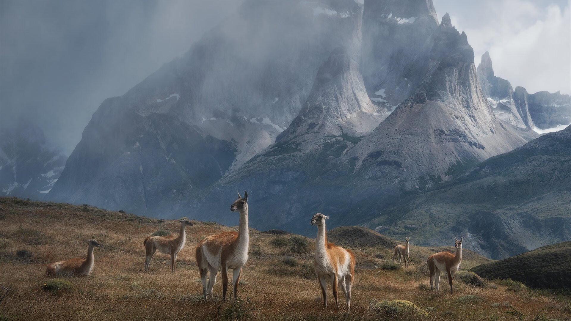 新加坡队赛制策略：如何在赛制中保持战术灵活性与精准性，新加坡赛制实施细则