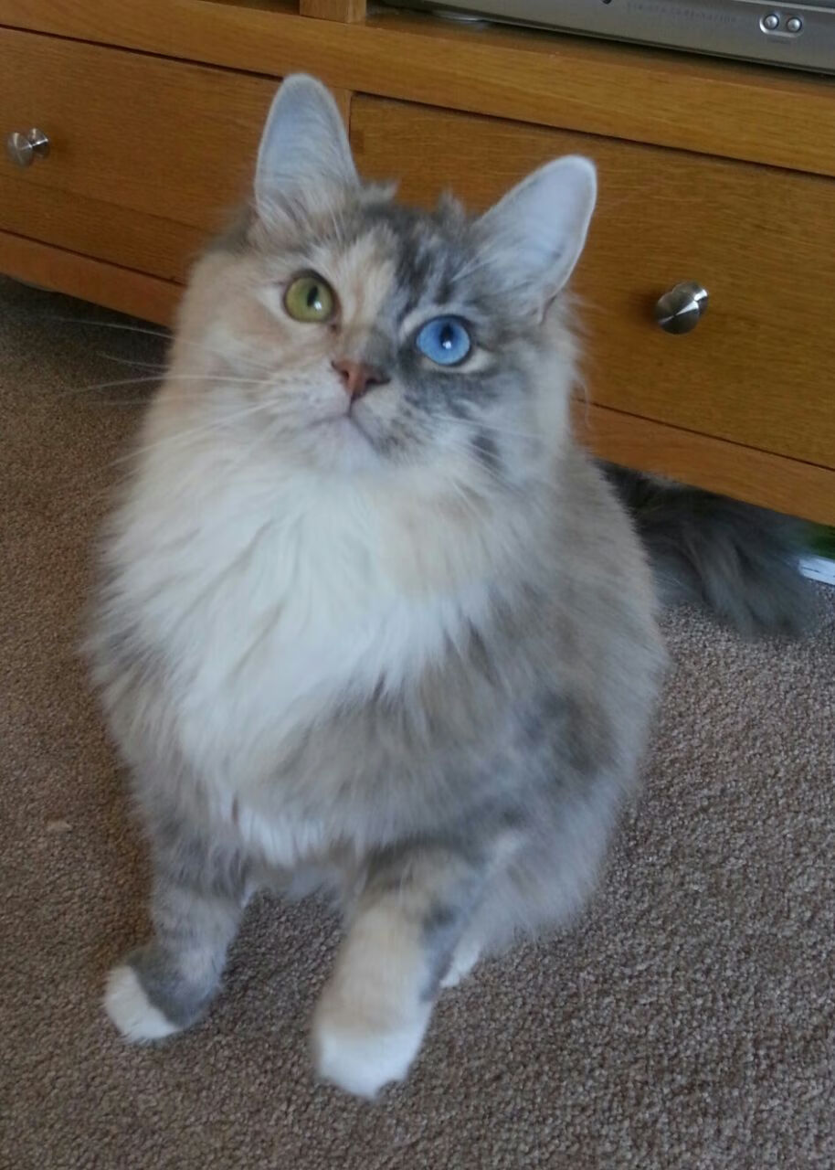 国家体育总局发布体育场馆绿色建筑评价细则征求意见稿，体育场馆标准化体系