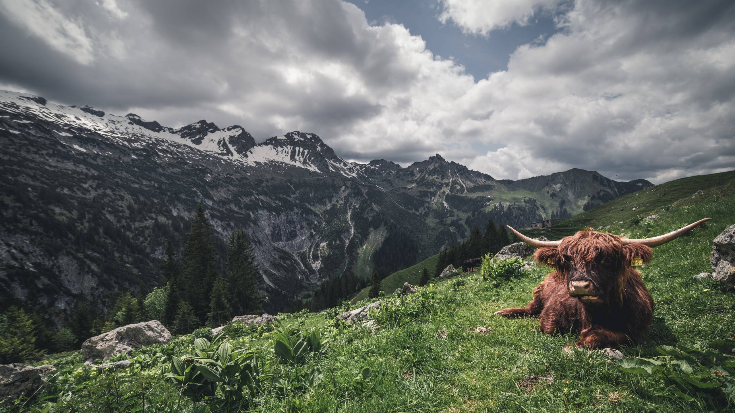 德甲战术变化：变阵、助攻、精彩跨步！，德甲转会规则