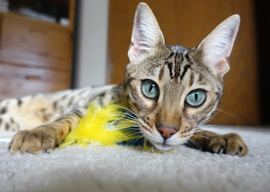 法国橄榄球赛事逐渐成为全球橄榄球市场的重要组成部分，法国橄榄球队