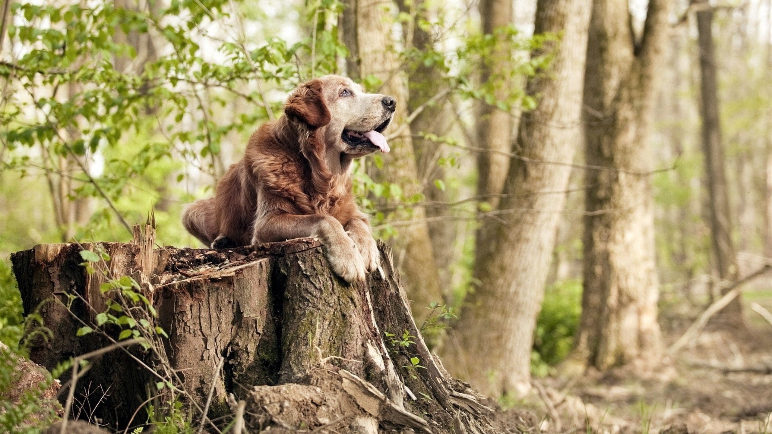 澳大利亚袋鼠队的球员深度和技战术运用形成极大优势，澳大利亚袋鼠竞赛官网