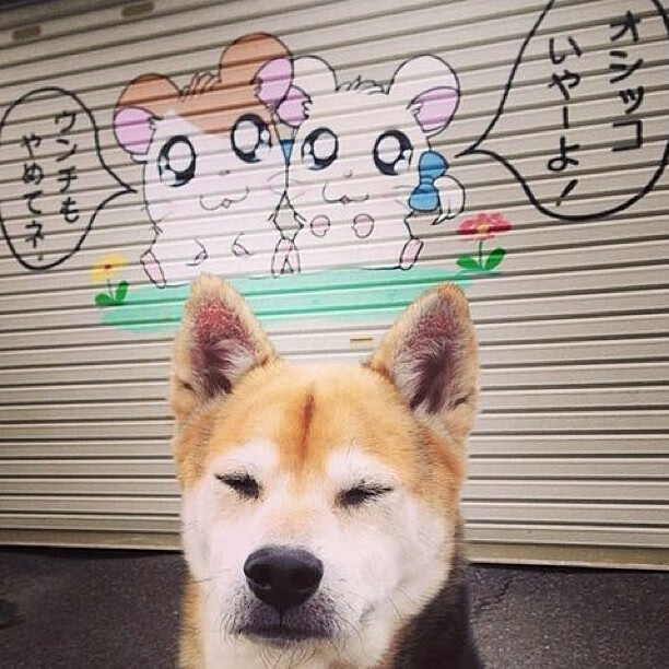 莫伊：全黑队的稳固支柱，scrum和防守的中流砥柱，莫伊拉百度百科