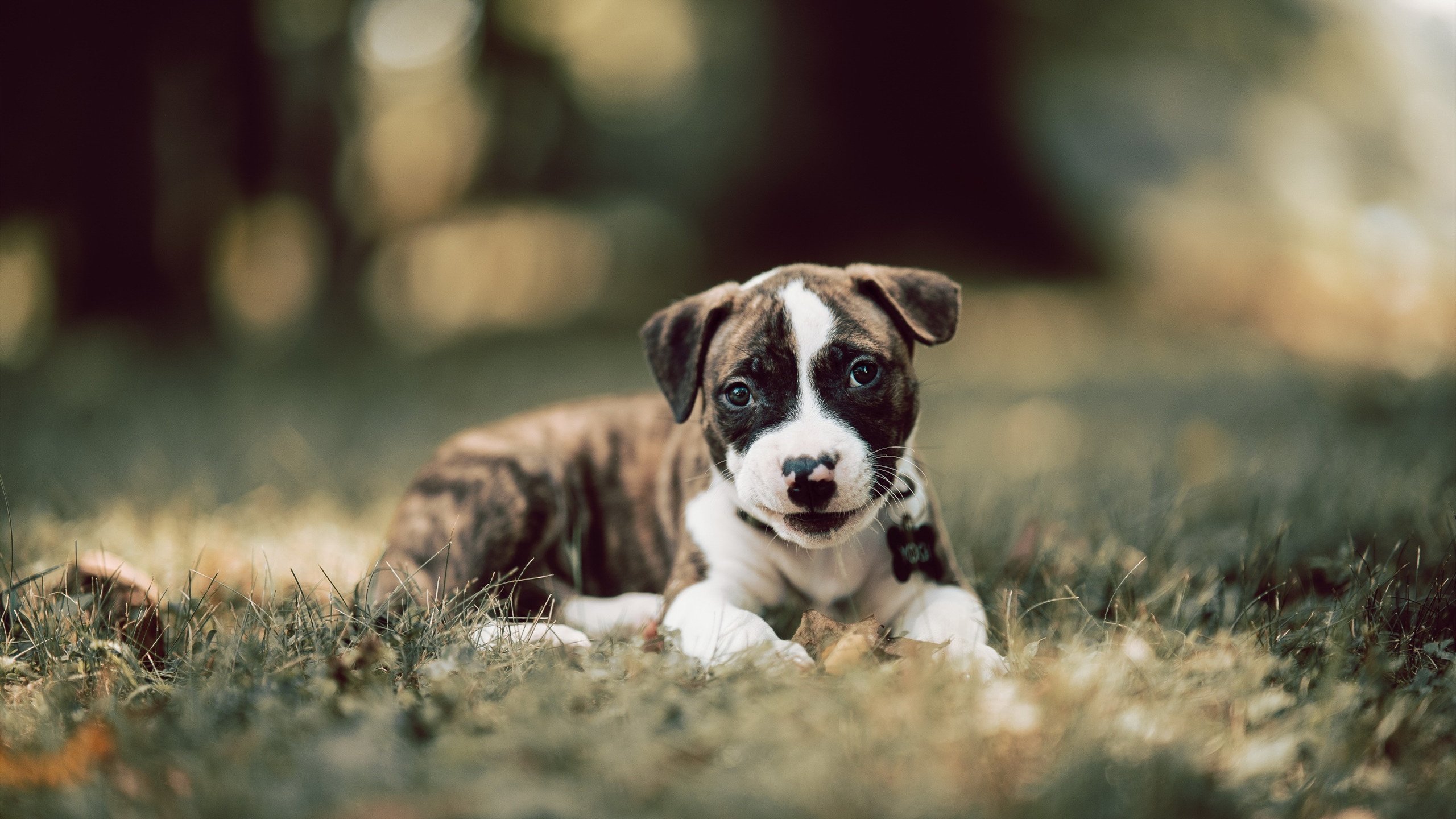 詹姆斯·奥康纳在比赛中的冷静指挥,确保袋鼠队稳占上风,詹姆斯康纳 高线公园